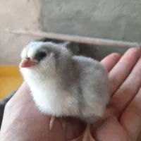 جوجه گلین|حیوانات مزرعه|سیرجان, |دیوار