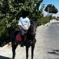 نریون kwpn