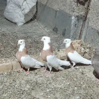 کبوتر طوقی|پرنده|گل تپه, |دیوار