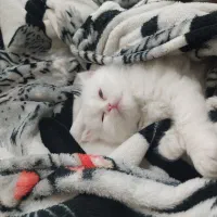 گربه پرشین کلاسیک|گربه|تبریز, |دیوار