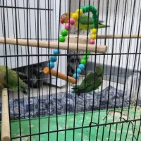 دو جفت کوتوله با یه جوجه|پرنده|اصفهان, بوستان ناژوان|دیوار