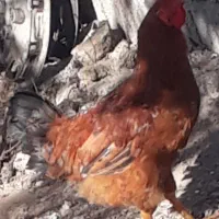 یک عدد خروس ۷۰۰