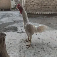 خروس لاری