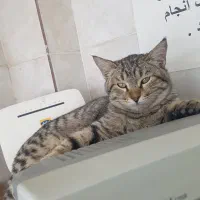 واگذاری رایگان دو بچه گربه نر ۶ ماهه و ماده ۴ ماهه|گربه|شاهین‌شهر, بنیاد ازدواج|دیوار