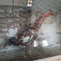جوجه خروس لاری