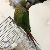 پرنده گرینجیک