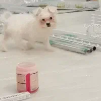 سگمالتیز اصیل ماده ۴ماهه شناسنامهدار واکسینه شده