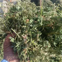 یونجه خشک|عمده‌فروشی|رشت, جانبازان|دیوار