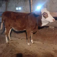 لیشه چالوسی شکم دار|حیوانات مزرعه|سنگر, |دیوار