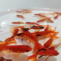 ماهی گلدیفش درجه یک