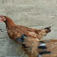 مرغ لاری و گلین و محلی|حیوانات مزرعه|بروجرد, |دیوار