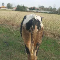 فروش گاو نر دورگ آمپولی|حیوانات مزرعه|گوراب زرمیخ, |دیوار