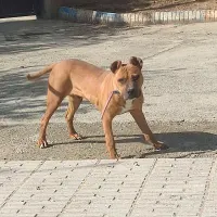سگ پیت بول|سگ|کرمانشاه, |دیوار