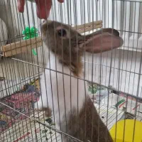 خرگوش بازیگوش