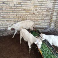 بز سانن