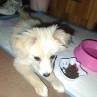 سگ اشتپیز|سگ|بندرعباس, |دیوار