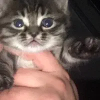 واگذاری سه تا بچه گربه با نمک