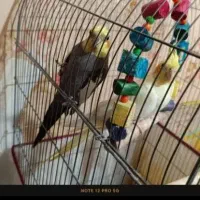 یک جفت عروس هلندی