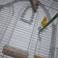 قناری|پرنده|آذرشهر, |دیوار