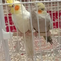 سه عدد عروس هلندی