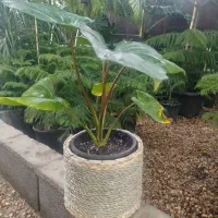 گل و گیاه|گل و گیاه طبیعی|شیراز, نصر|دیوار