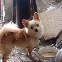 سگ پامر اشپیتز