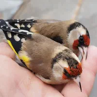 سهره کردستان