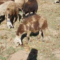 بره ماده و بره قوچ|حیوانات مزرعه|بروجرد, |دیوار