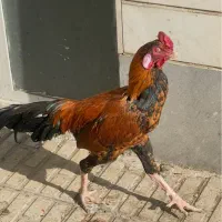 خروس لاری|حیوانات مزرعه|تهران, شکوفه|دیوار