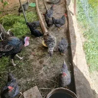 تخم مرغ آمروک و تخم بوقلمون