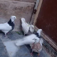 کبوتر طوقی