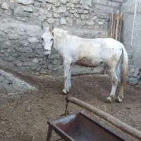 فروش قاطر کاری باری