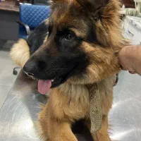 سگ ژرمن|سگ|محمودآباد, |دیوار