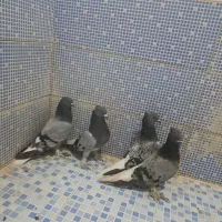 انواع کبوتر|پرنده|دهدشت, |دیوار