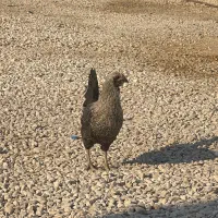 مرغ جوان اول تخم قیمت ۵۰۰|حیوانات مزرعه|گله دار, |دیوار