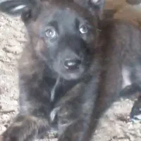 سگ..|سگ|رودان, |دیوار