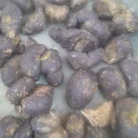 عنبر نسا