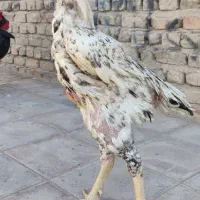 خروس لاری اوشامو|حیوانات مزرعه|مشهد, ده دی|دیوار