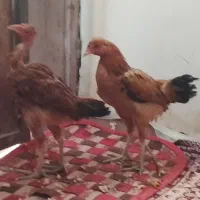 سلام جوجه شوربه ای چاغ|حیوانات مزرعه|کرباسک, |دیوار