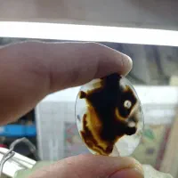 سنگهای معدنی  شجر فیروزه نقره یاقوت زمرد