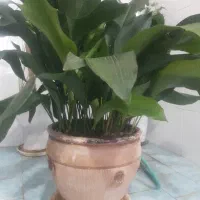 گل برگ عبایی