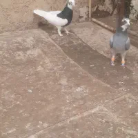 کبوتر صید به شرط|پرنده|بجنورد, |دیوار