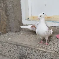 ایرپاد کبوتر خوشونه معاوضه باقناری