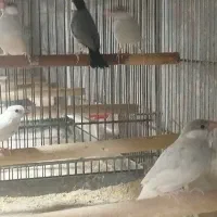 فنچ نرگسی وکراواتی
