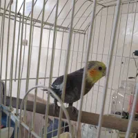 عروس هلندی ماده