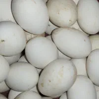 تخم غاز نطفه دار