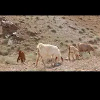 بز پاکستانی
