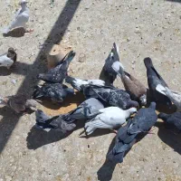 کبوتر