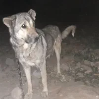 ماده سرابی اصل