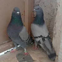 یک جفت کبوتر سبز پرشی